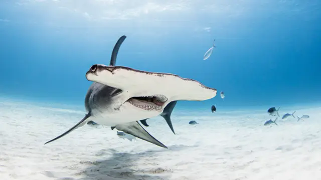 Great hammerhead shark in Bimini, the Bahamas