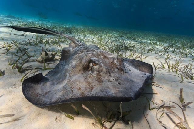 Sting ray in Belize