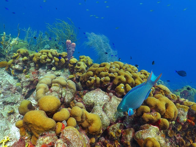 Parrotfish & coral reef in Bonaire