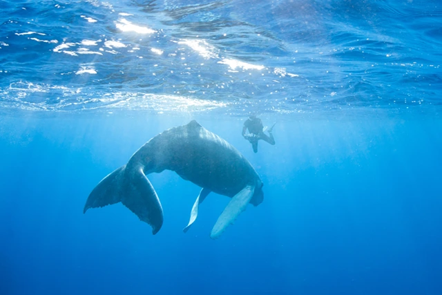 Humpback whale & snorkeller in Silver bank, Dominican Republic