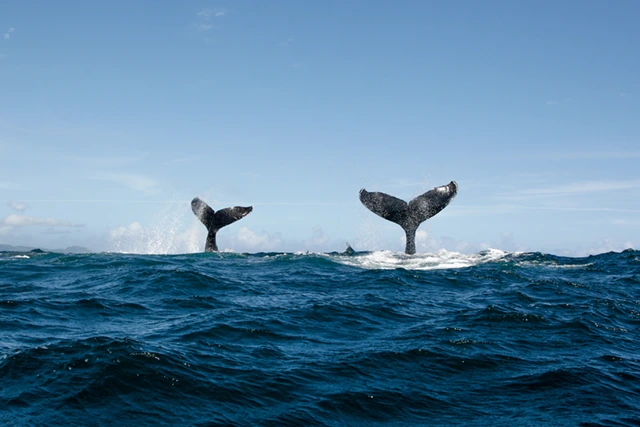 Humpback whale tails in Silver bank, Dominican Republic