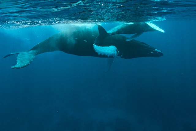 Humpback whale in Silver bank, Dominican Republic