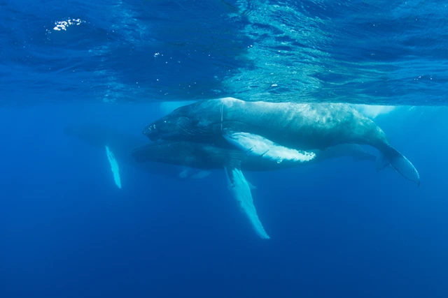 Humpback whale in Silver bank, Dominican Republic