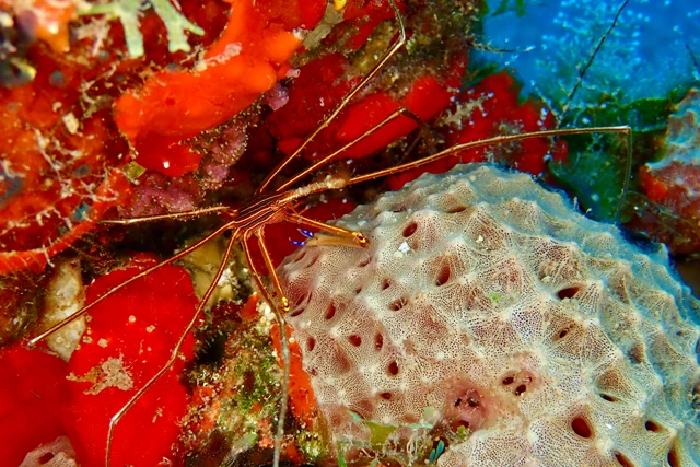 Arrow crab on coral, in St Eustatius, Caribbean.