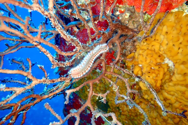 A bearded fire worm on a coral reef, in St Eustatius, Caribbean.