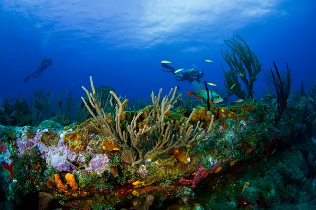 Coral reef in St Eustatius