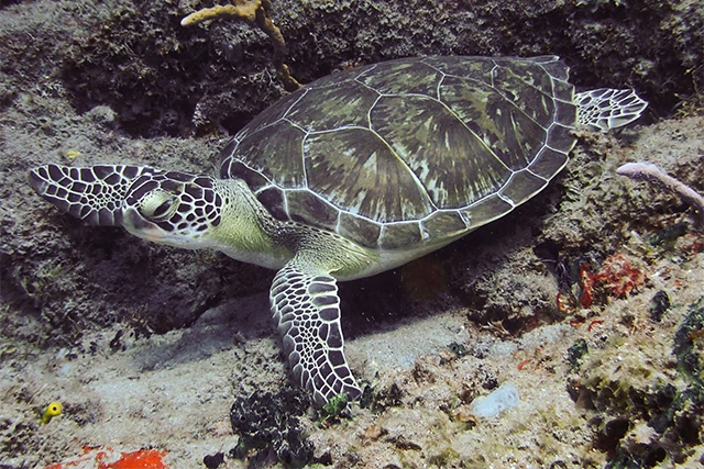 Green turtle in St Eustatius, Caribbean.