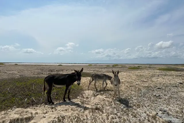 Donkeys on Bonaire island