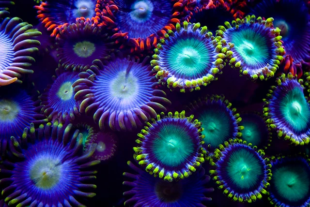 Colony of multi-coloured saltwater zoanthids photographed during a fluoro dive