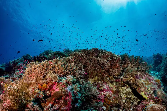Coral reef in the Philippines.