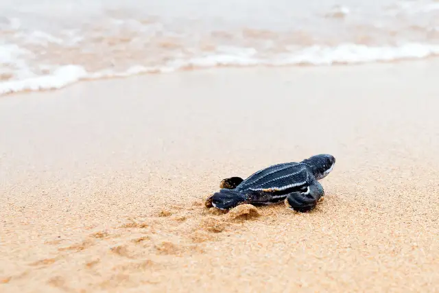 Leatherback turtle hatchling on the beach.