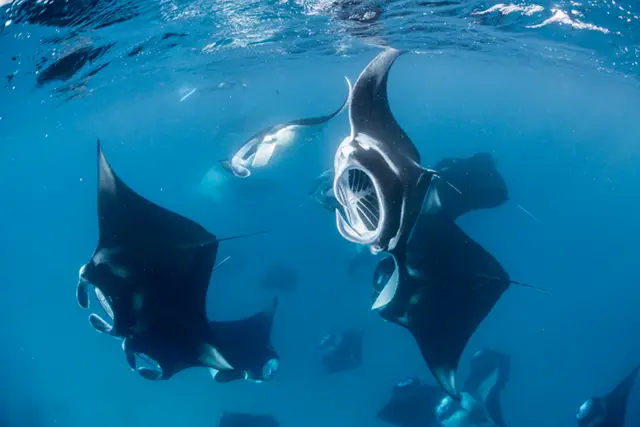 Manta rays in Hanifaru Bay, the Maldives
