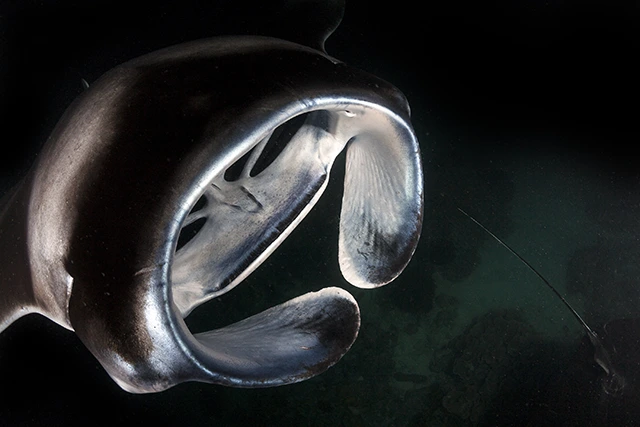 Manta ray on a night dive in the Maldives