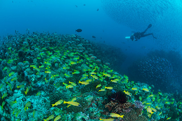 Snappers near Alila Kothaifaru in the Maldives.