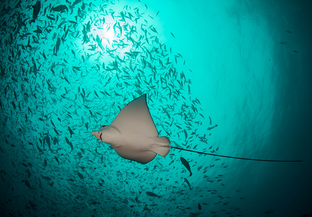 Ray in the Maldives.