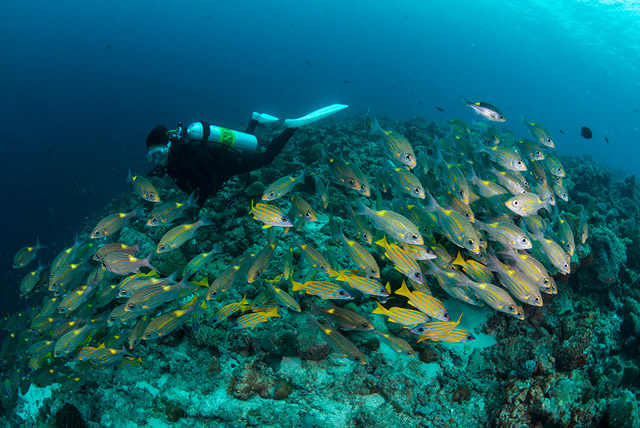 Snappers in the Maldives.