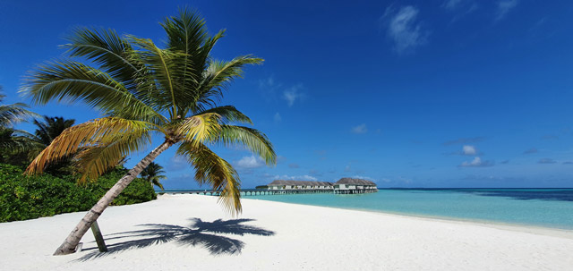 Water bungalows and palm tree at LUX* resort in the Maldives.