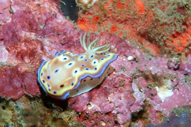 A Goniobranchus kuniei nudibranch in Alor, Indonesia.