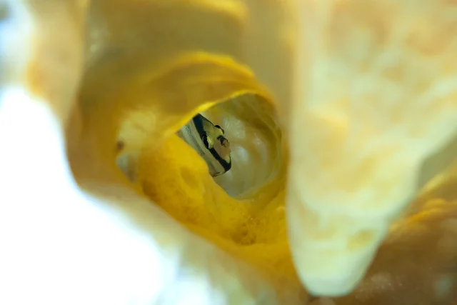 Angel fish in a sponge, Alor, Indonesia.
