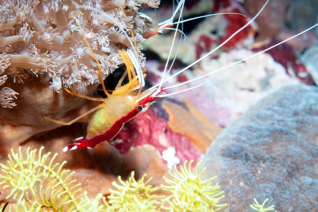 Coral shrimp in Alor, Indonesia.
