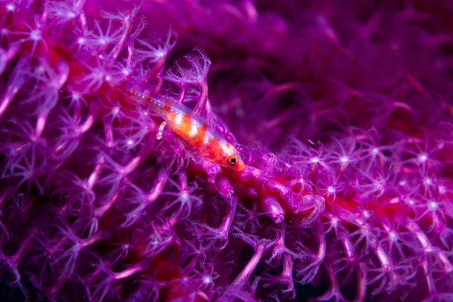 A goby on a polyp coral, in Alor, Indonesia.