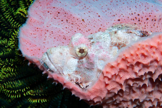 Scorpion fish on a sponge, in Alor, Indonesia.