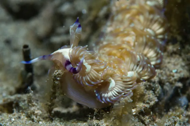 Blue dragon nudibranch in Ambon, Indonesia.