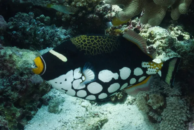 A clown triggerfish in Palau Koon, Indonesia.