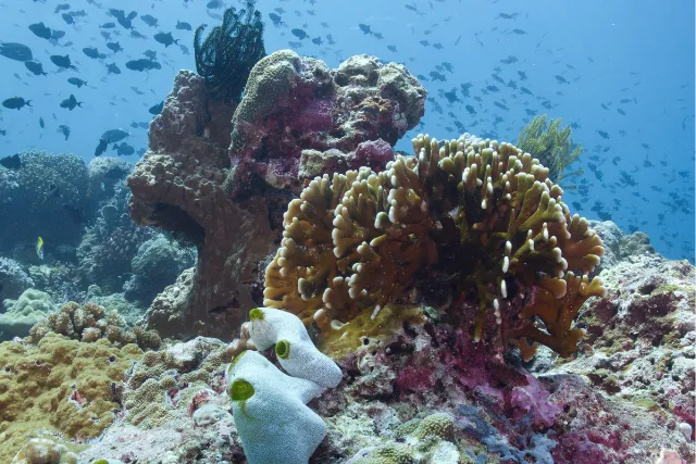 Coral in Palau Rhun, Indonesia.