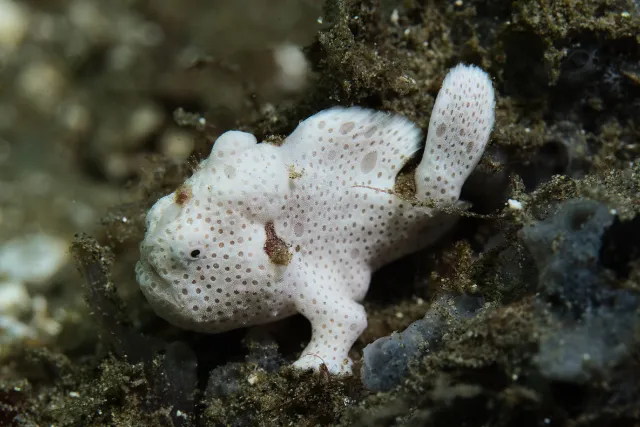 A painted frogfish in the Banda Sea, Indonesia.