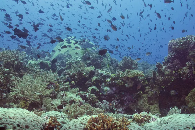 Shoal of fish in Suanggi, Banda Sea, Indonesia.