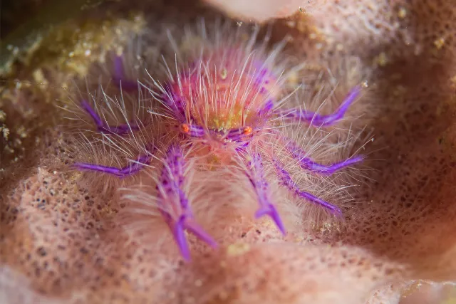 Pink hairy lobster in Ambon, Indonesia.