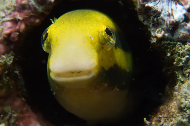 A yellow goby in Ambon, Indonesia.