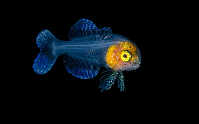 Juvenile fish photographed during a blackwater dive