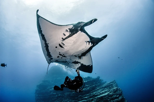 Manta ray & diver in Mexico