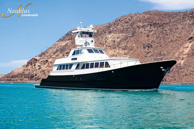 Nautilus Gallant Lady in the Sea of Cortez, Mexico