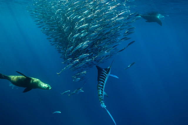 Californian sea lion, striped marlin & sardine baitball in the Sea of Cortez, Mexico