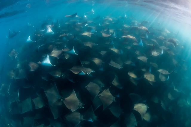 Mobula ray in the Sea of Cortez, Mexico