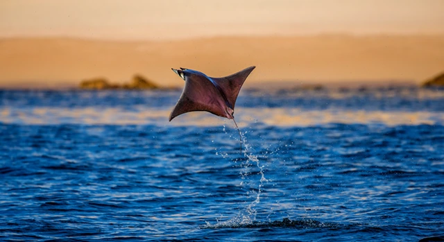 Mobula ray jumping out of the water in the Sea of Cortez, Mexico