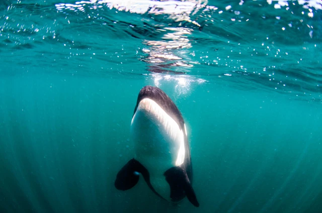 Orca in the Sea of Cortez, Mexico