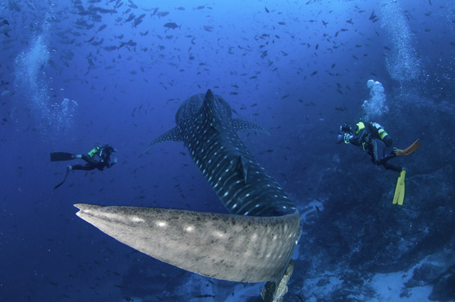 Whale shark and diver in Cocos Island, Costa Rica