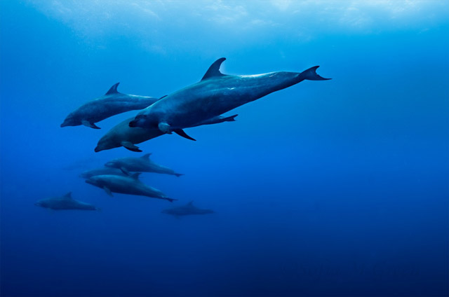 Bottlenose dolphin in the Galapagos.