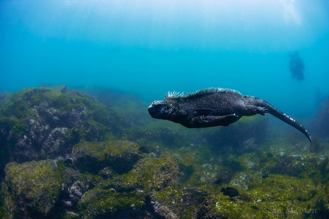 Marine iguana at Cabo Douglas, the Galapagos.