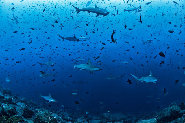 Schooling hammerhead sharks at Darwin Islands, the Galapagos.