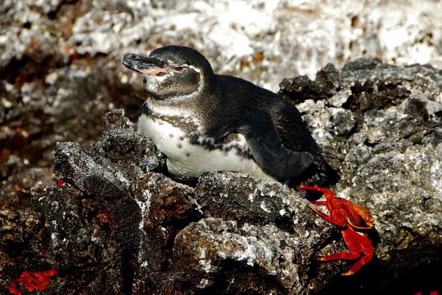Galapagos penguin and sally lightfoot crab in the Galapagos.