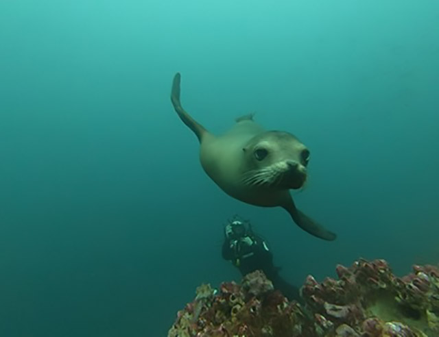 Galapagos sea lion in the Galapagos.