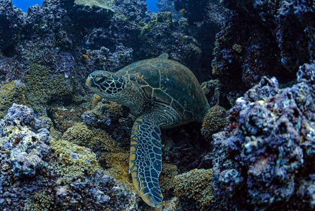 Green sea turtle in the Galapagos.