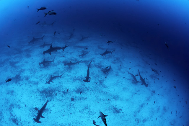Hammerhead sharks in the Galapagos Islands.