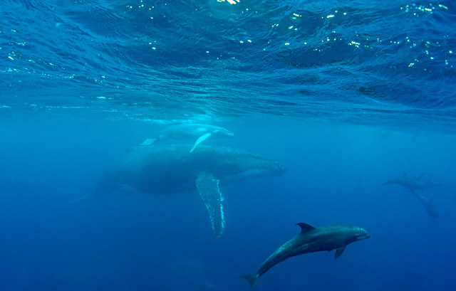 Humpback whale and bottlenose dolphin in the Galapagos Islands.