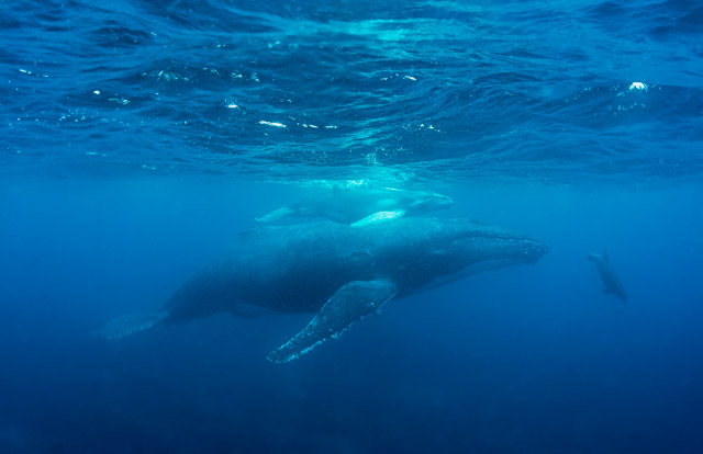 Humpback whale mother and calf in the Galapagos Islands.